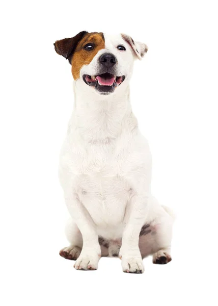 Собака Джек Рассел терьер сидит в полном росте на изолированных на — стоковое фото