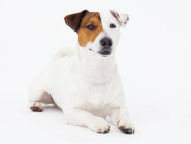Köpek Jack Russell Terrier beyaz bir arka planda görünüyor.