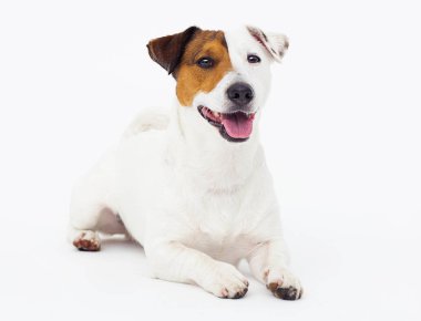 Köpek Jack Russell Terrier beyaz bir arka planda görünüyor.