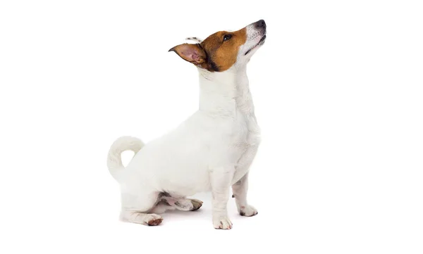 Cane jack russell terrier seduto in piena crescita su isolato su un — Foto Stock