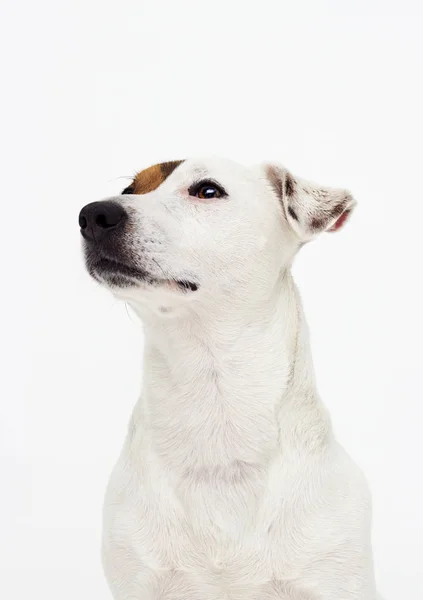 Portret psa Jack Russell terrier na białym tle — Zdjęcie stockowe