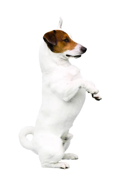 Kutya-Jack Russell Terrier fehér alapon — Stock Fotó