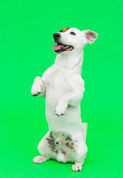 Pies jack Russell terrier na zielonym tle, chromakey — Zdjęcie stockowe