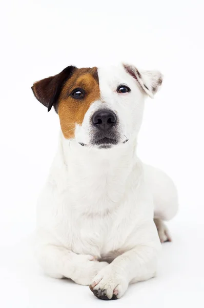 狗杰克 · 罗斯塞尔的狗撒谎了，它的背景是白的 — 图库照片