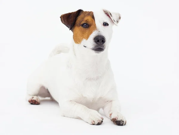 Σκυλί Jack Russell Terrier κοιτάζει πάνω σε ένα λευκό φόντο — Φωτογραφία Αρχείου