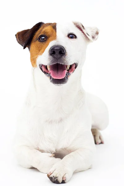 狗杰克 · 鲁塞尔犬仰视着白色的背景 — 图库照片