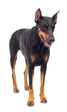 Doberman köpeği beyaz bir arka plana bakıyor.