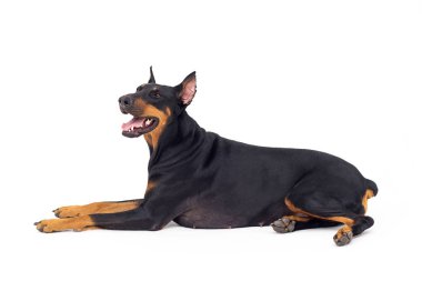 Doberman köpeği beyaz bir arka plana yan bakıyor.