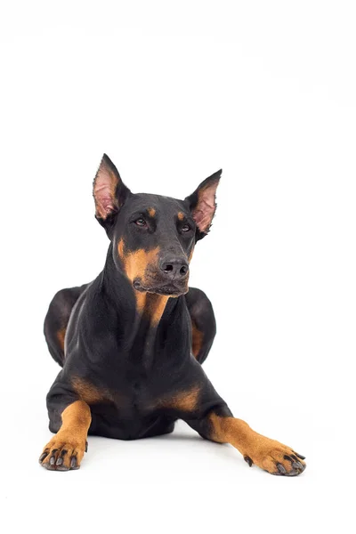 Dobermann-Hund blickt auf weißem Hintergrund auf — Stockfoto