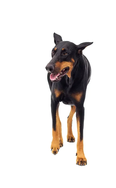 Engraçado doberman cão olhando para cima em um fundo branco — Fotografia de Stock