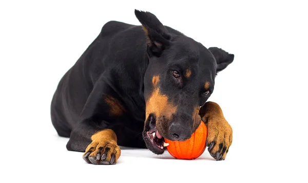 Doberman dog chews on a ball on a white background — Stock Photo, Image