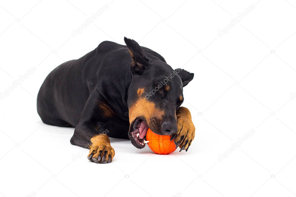 dog chews on a ball on a white background