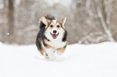 Galce corgi pembroke köpek yavrusu karda koşma