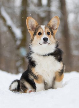 Galce corgi pembroke köpek içinde belgili tanımlık kar