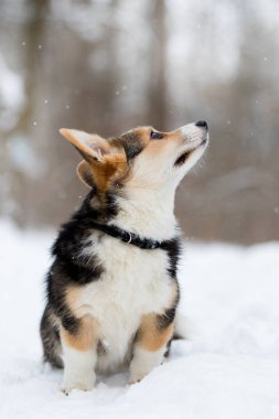 Galce corgi pembroke köpek içinde belgili tanımlık kar
