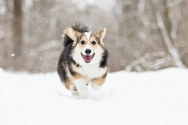 Galês corgi pembroke cachorro correndo na neve — Fotografia de Stock