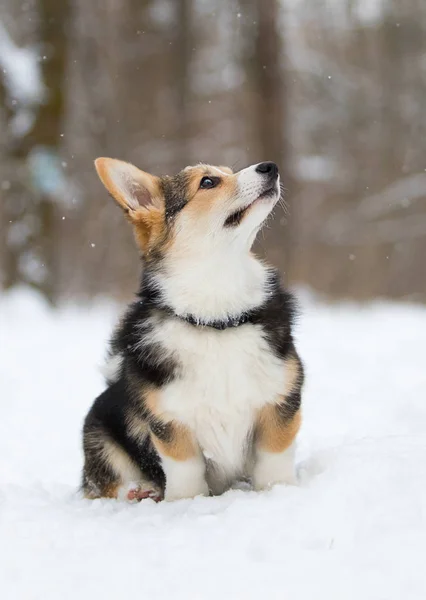 Galês corgi filhote de cachorro pembroke na neve — Fotografia de Stock