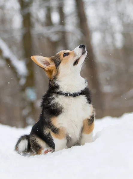 Ουαλλέζικο corgi pembroke κουτάβι στο χιόνι — Φωτογραφία Αρχείου