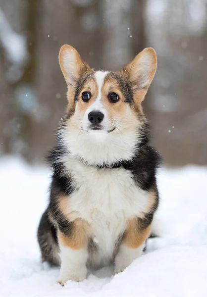 Galés corgi pembroke cachorro en la nieve —  Fotos de Stock