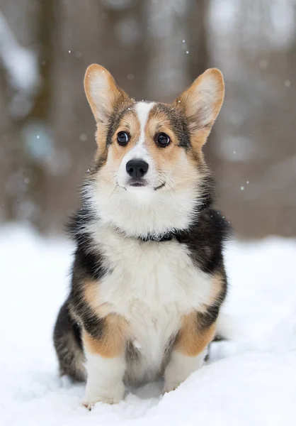 Gallois corgi pembroke chiot dans la neige — Photo