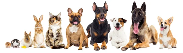 Conjunto de animais encontra-se sobre um fundo branco — Fotografia de Stock