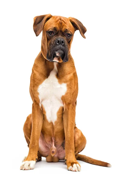 Raza de perro boxeador alemán se sienta en aislado sobre un fondo blanco — Foto de Stock