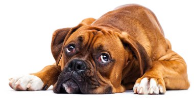 Üzgün köpek yalan söyler ve beyaz bir arka planda izole bir şekilde bakar.