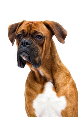 Boksör köpeği beyaz bir arkaplanda izole bir şekilde yukarı bakar.