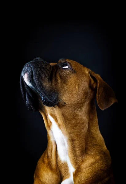 Боксерський собака дивиться на чорному тлі — стокове фото