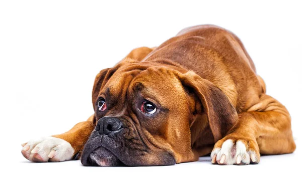 Sad dog lies and looks up on isolated on a white background, bre Stock Photo