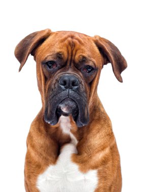 Boksör köpeği beyaz arka planda izole görünüyor