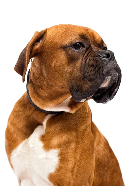 Boxerhund sieht vereinzelt auf weißem Hintergrund zu — Stockfoto