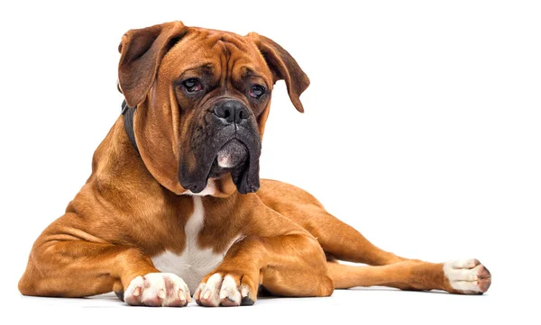 Boxer hund ser på isolerad på vit bakgrund — Stockfoto