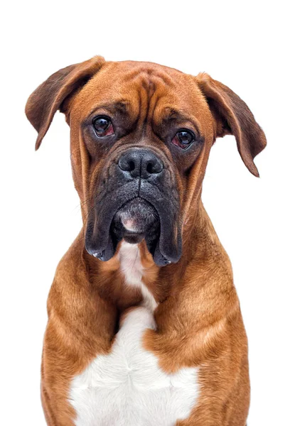 Boxer dog looking isolated on a white background — стоковое фото
