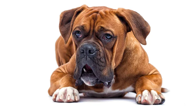 Boxer dog looking isolated on a white background — стоковое фото