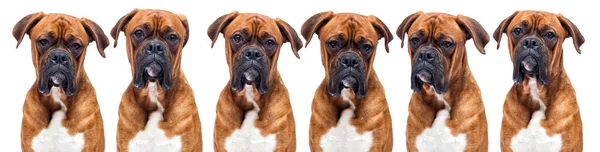 Boxer dog looking isolated on a white background — Stock Photo, Image