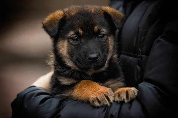 Маленький щенок смотрит на улицу — стоковое фото