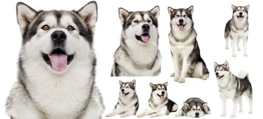 Köpekler beyaz arka planda Alaska malamute 'unu izole ettiler