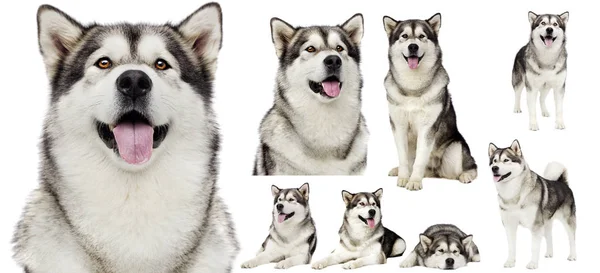 Dogs set Alaskan malamute isolated on white background — Stock Photo, Image