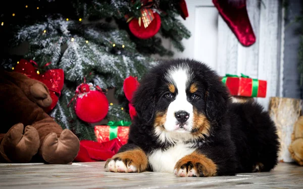 Новый год щенок бернезийской горной собаки — стоковое фото