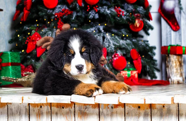 Новый год щенок бернезийской горной собаки — стоковое фото