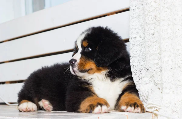 Puppy watching breed of bernese mountain dog — Stock Photo, Image