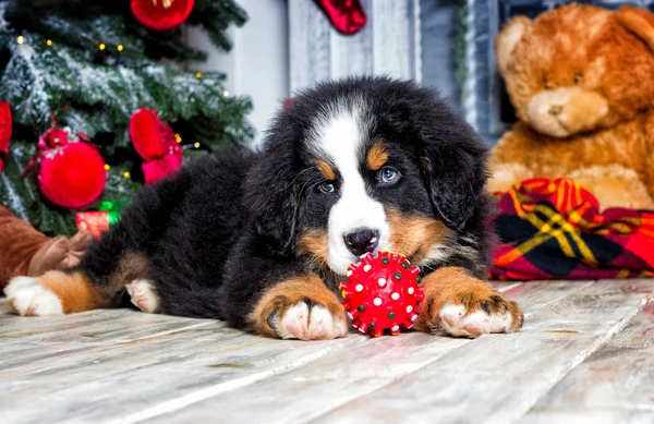 Cucciolo di Natale sullo sfondo del nuovo anno, Cane di montagna bernese — Foto Stock