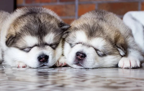 Grupo de cachorros dorme em uma fileira — Fotografia de Stock