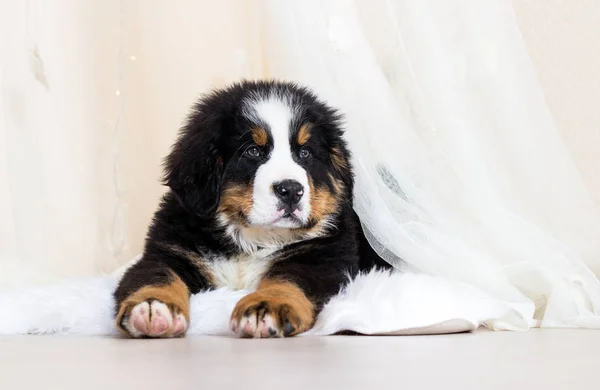 Puppy resting on a fluffy bedspread — Stock Photo, Image