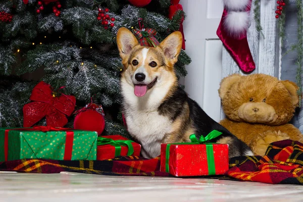 Nyår walesiska Corgi hund på en jul bakgrund — Stockfoto