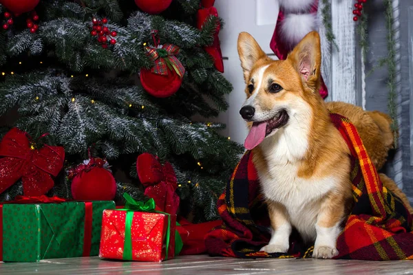 Nowy rok Welsh Corgi pies na tle Bożego Narodzenia — Zdjęcie stockowe