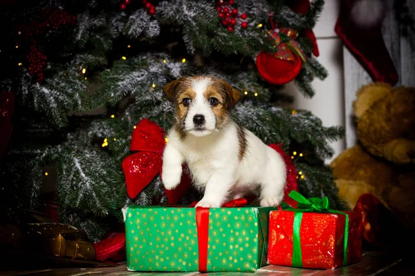 Újév kiskutya Jack Russell a karácsonyi háttér — Stock Fotó