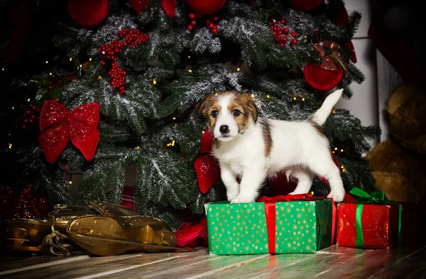 Ano novo filhote de cachorro jack russell no fundo de natal — Fotografia de Stock