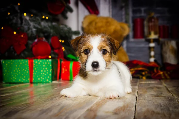 Nuovo anno cucciolo jack russell su sfondo di Natale — Foto Stock